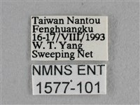 異色尖粉蝶藏品圖，第3張