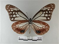 大絹斑蝶藏品圖，第2張