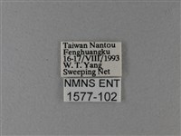 大絹斑蝶藏品圖，第3張