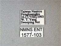 枯葉蝶藏品圖，第3張