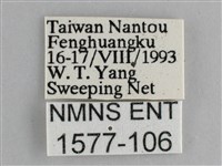藍紋鋸眼蝶藏品圖，第3張