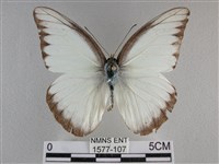 異色尖粉蝶藏品圖，第1張