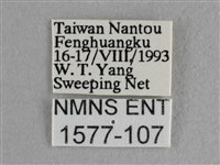 異色尖粉蝶藏品圖，第3張