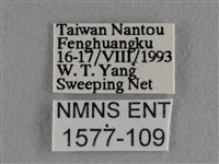 散紋盛蛺蝶藏品圖，第3張