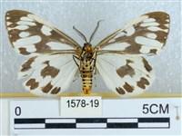 粉蝶燈蛾藏品圖，第2張