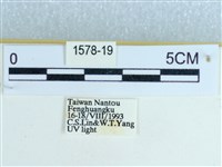 粉蝶燈蛾藏品圖，第3張