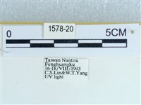 粉蝶燈蛾藏品圖，第3張