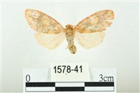 三色豔苔蛾藏品圖，第1張