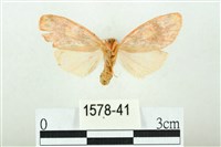 三色豔苔蛾藏品圖，第2張