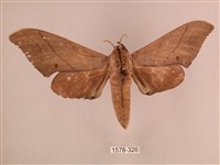 直翅六點天蛾藏品圖，第1張