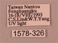 直翅六點天蛾藏品圖，第3張