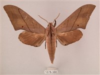 直翅六點天蛾藏品圖，第1張