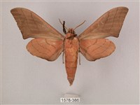 直翅六點天蛾藏品圖，第2張