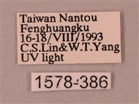 直翅六點天蛾藏品圖，第3張