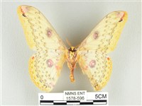 黃豹天蠶蛾藏品圖，第2張