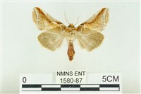 印華波紋蛾藏品圖，第1張