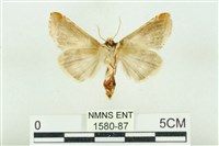 印華波紋蛾藏品圖，第2張