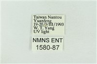 印華波紋蛾藏品圖，第3張