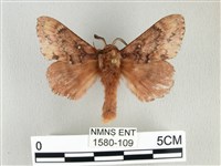 臺灣鋸紋枯葉蛾藏品圖，第1張