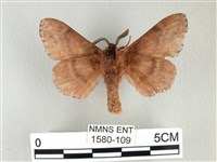 臺灣鋸紋枯葉蛾藏品圖，第2張