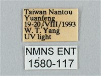 銀端帶鉤蛾藏品圖，第3張