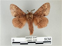 臺灣鋸紋枯葉蛾藏品圖，第1張