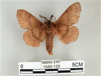 臺灣鋸紋枯葉蛾藏品圖，第2張