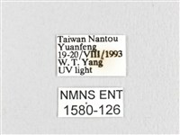 臺灣鋸紋枯葉蛾藏品圖，第3張