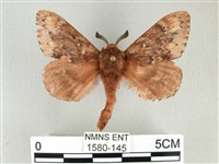 臺灣鋸紋枯葉蛾藏品圖，第1張