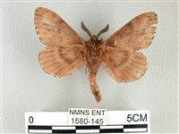 臺灣鋸紋枯葉蛾藏品圖，第2張