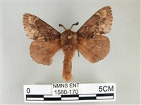 臺灣鋸紋枯葉蛾藏品圖，第1張