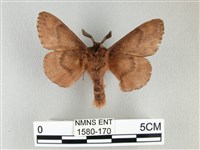 臺灣鋸紋枯葉蛾藏品圖，第2張