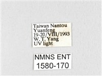 臺灣鋸紋枯葉蛾藏品圖，第3張