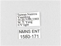 臺灣鋸紋枯葉蛾藏品圖，第3張