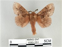 臺灣鋸紋枯葉蛾藏品圖，第1張