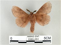 臺灣鋸紋枯葉蛾藏品圖，第2張