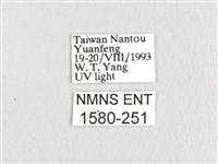 臺灣鋸紋枯葉蛾藏品圖，第3張