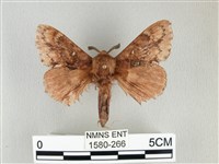 臺灣鋸紋枯葉蛾藏品圖，第1張