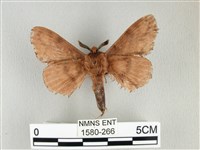 臺灣鋸紋枯葉蛾藏品圖，第2張