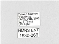 臺灣鋸紋枯葉蛾藏品圖，第3張