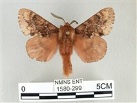 臺灣鋸紋枯葉蛾藏品圖，第1張