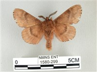 臺灣鋸紋枯葉蛾藏品圖，第2張