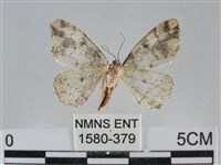 雙峰霜尺蛾藏品圖，第2張