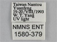 雙峰霜尺蛾藏品圖，第3張