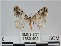 雙峰霜尺蛾藏品圖，第1張