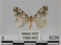 雙峰霜尺蛾藏品圖，第2張