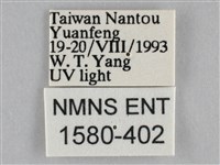 雙峰霜尺蛾藏品圖，第3張