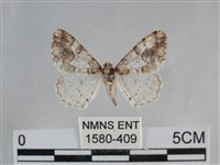 雙峰霜尺蛾藏品圖，第1張