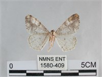 雙峰霜尺蛾藏品圖，第2張