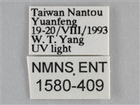 雙峰霜尺蛾藏品圖，第3張